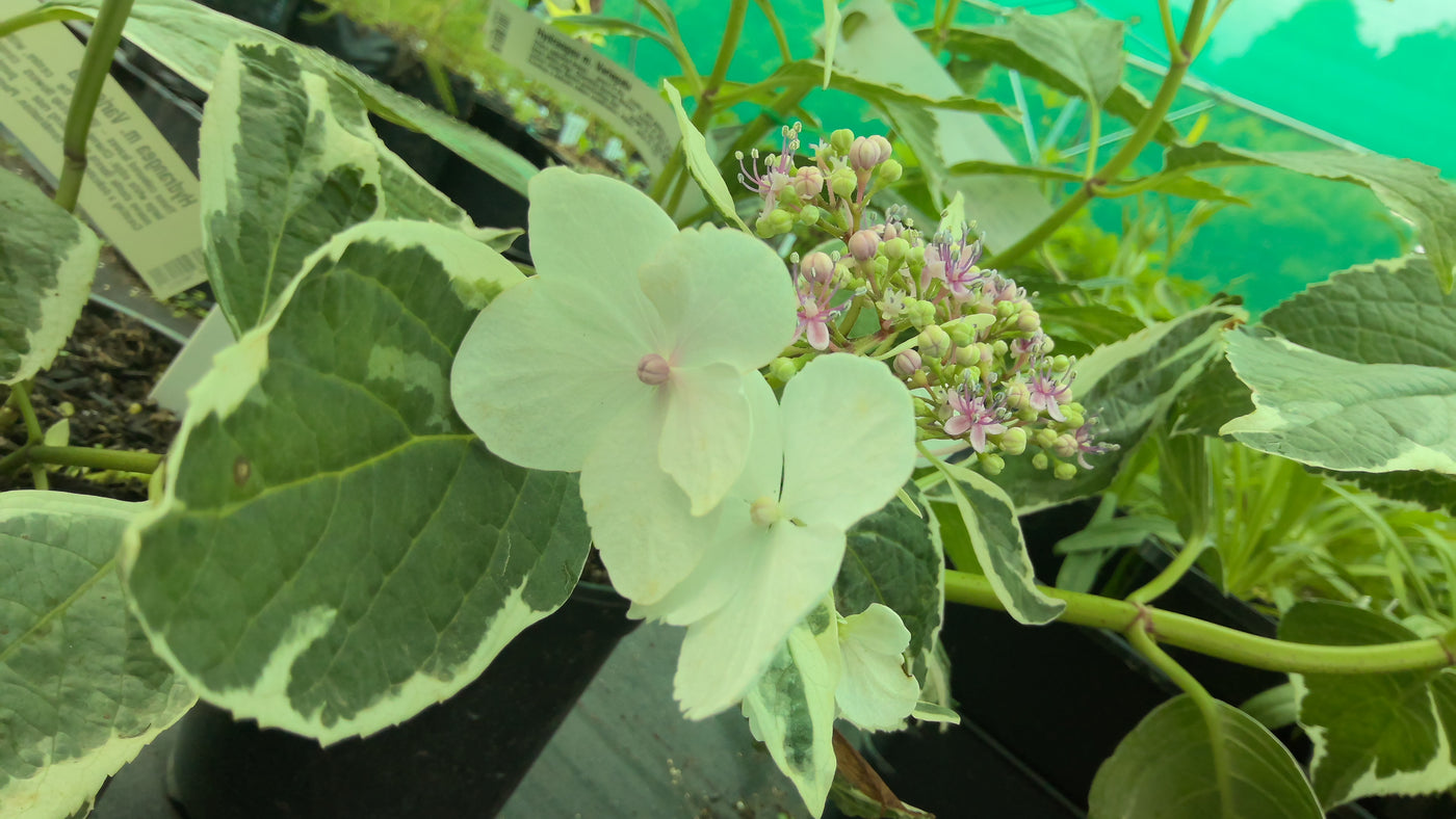 Hydrangea macrophyllum | Variegata