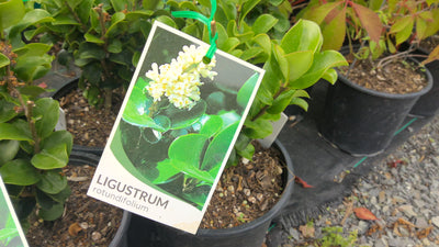 Ligustrum japonicum | Rotundifolium