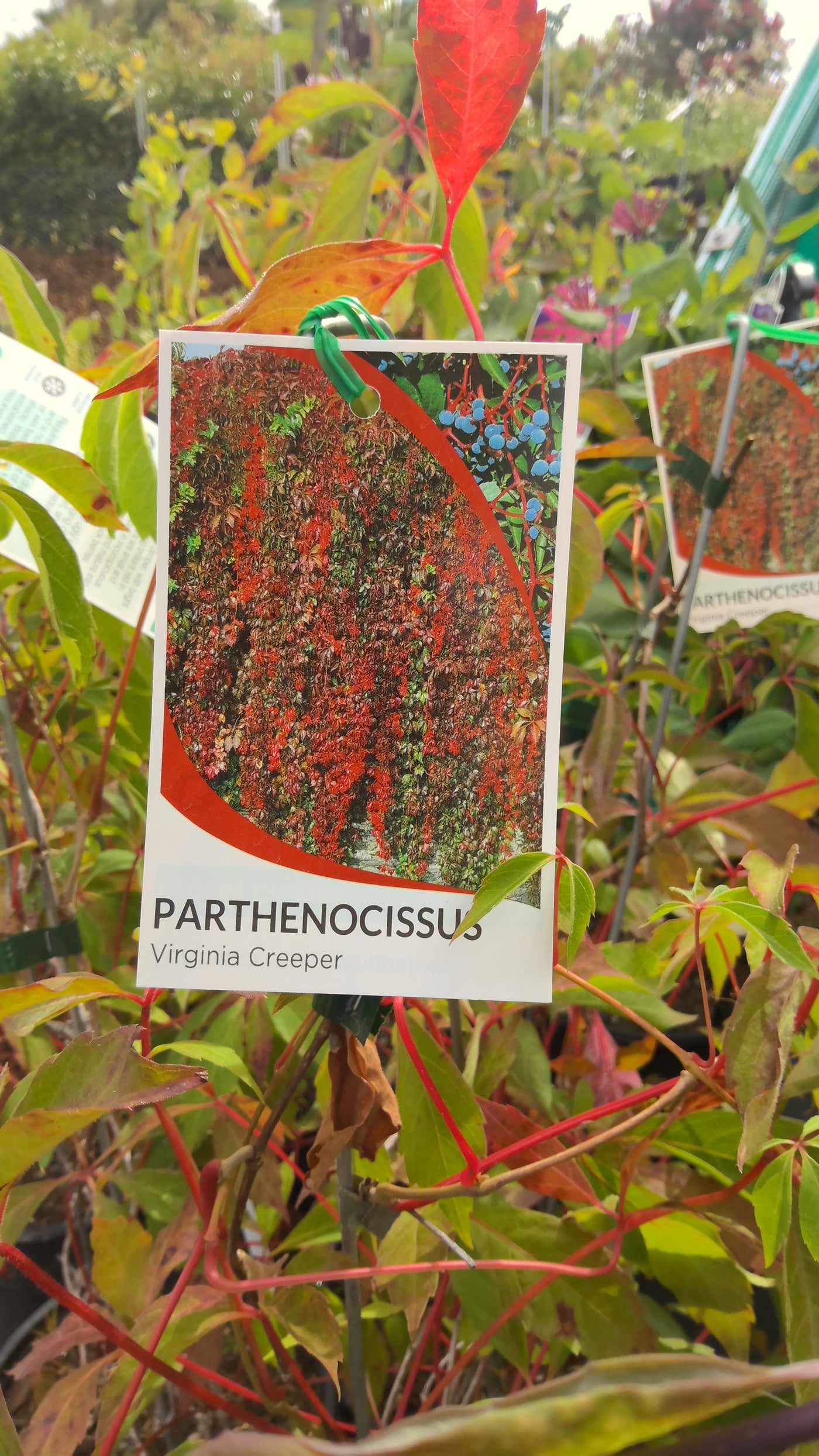 Parthenocissus quinquefolia | Virginia Creeper