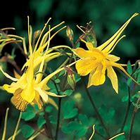 Aquilegia chrysantha | Yellow Star