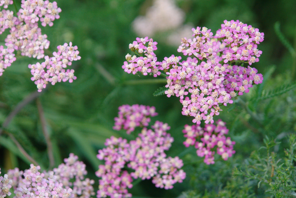 Achillea millefolium | Winter Pink