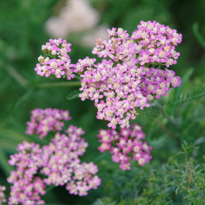 Achillea millefolium | Winter Pink