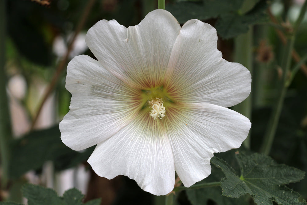 Althaea officinalis | Marshmallow