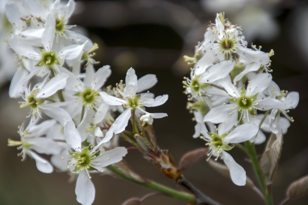 Amelanchier canadensis