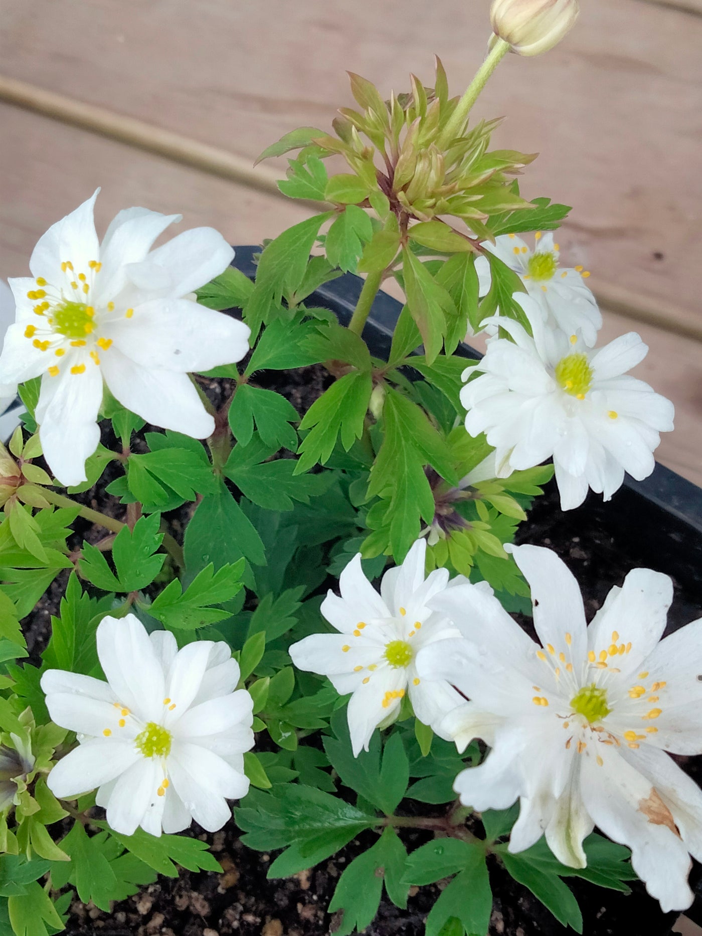 Anemone nemorosa | Bracteata | Woodland Anemone