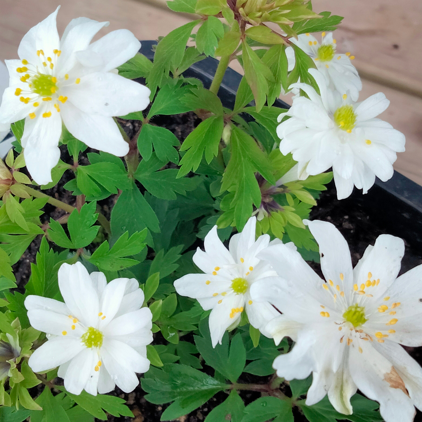 Anemone nemorosa | Bracteata | Woodland Anemone