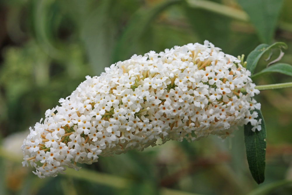 Buddleja fallowiana | Alba