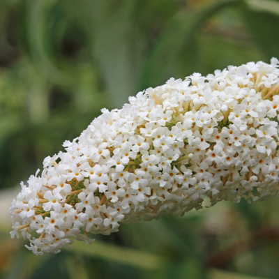 Buddleja fallowiana | Alba