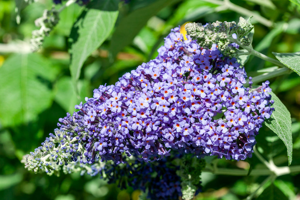 Buddleja fallowiana | Lochinch