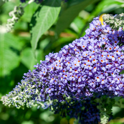 Buddleja fallowiana | Lochinch