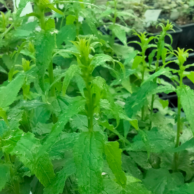 Campanula latifolia