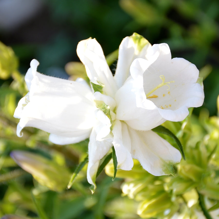 Campanula medium | Cup and Saucer | Canterbury Bells