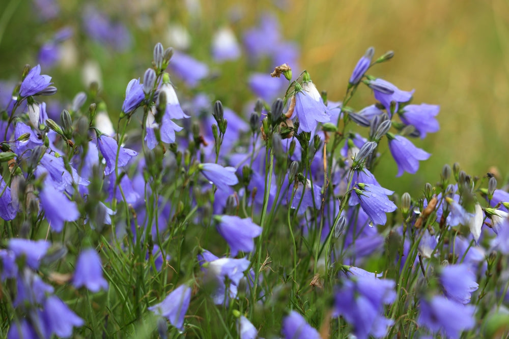 Campanula rotundifolia | Blue Gem