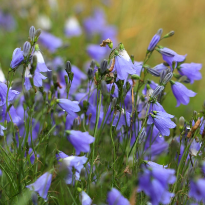 Campanula rotundifolia | Blue Gem