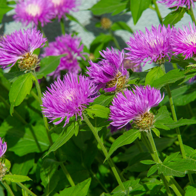 Centaurea cyanus | Mauve Ball