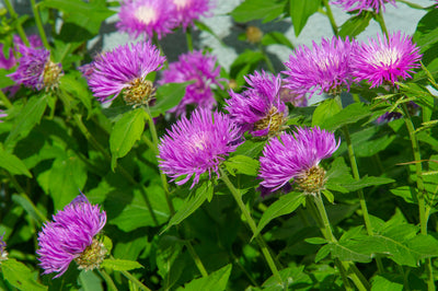 Centaurea cyanus | Mauve Ball