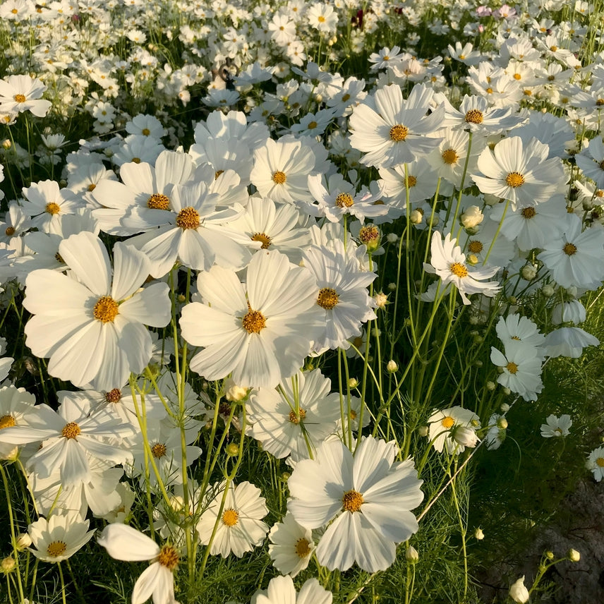 Cosmos bipinnatus | Afternoon White