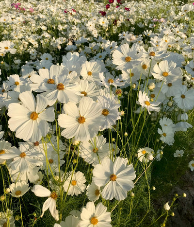 Cosmos bipinnatus | Afternoon White