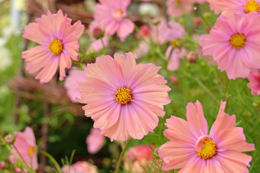 Cosmos bipinnatus | Apricotta