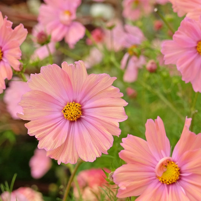 Cosmos bipinnatus | Apricotta