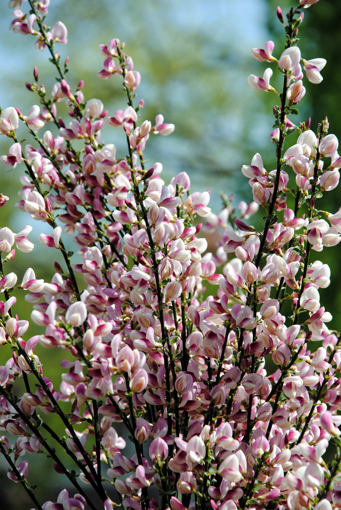 Cytisus scoparius x dallimorei | Lilac Time | Scotch Broom