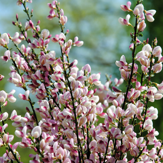 Cytisus scoparius x dallimorei | Lilac Time | Scotch Broom