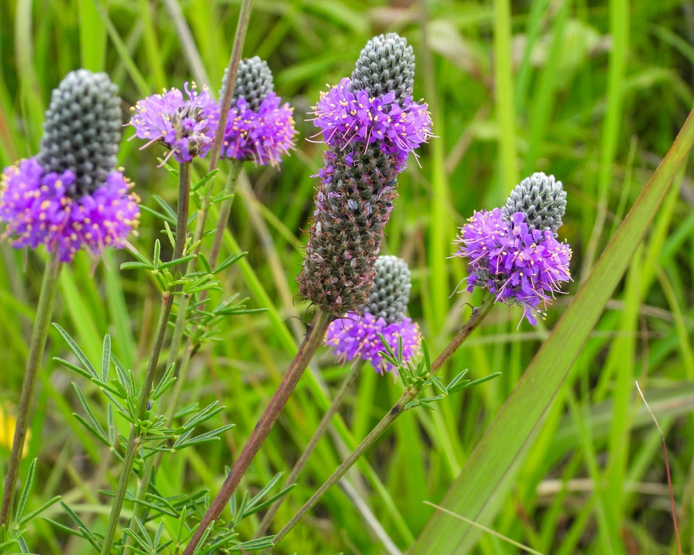 Dalea purpurea | Purple Prairie Clover