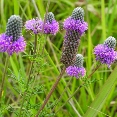 Dalea purpurea | Purple Prairie Clover