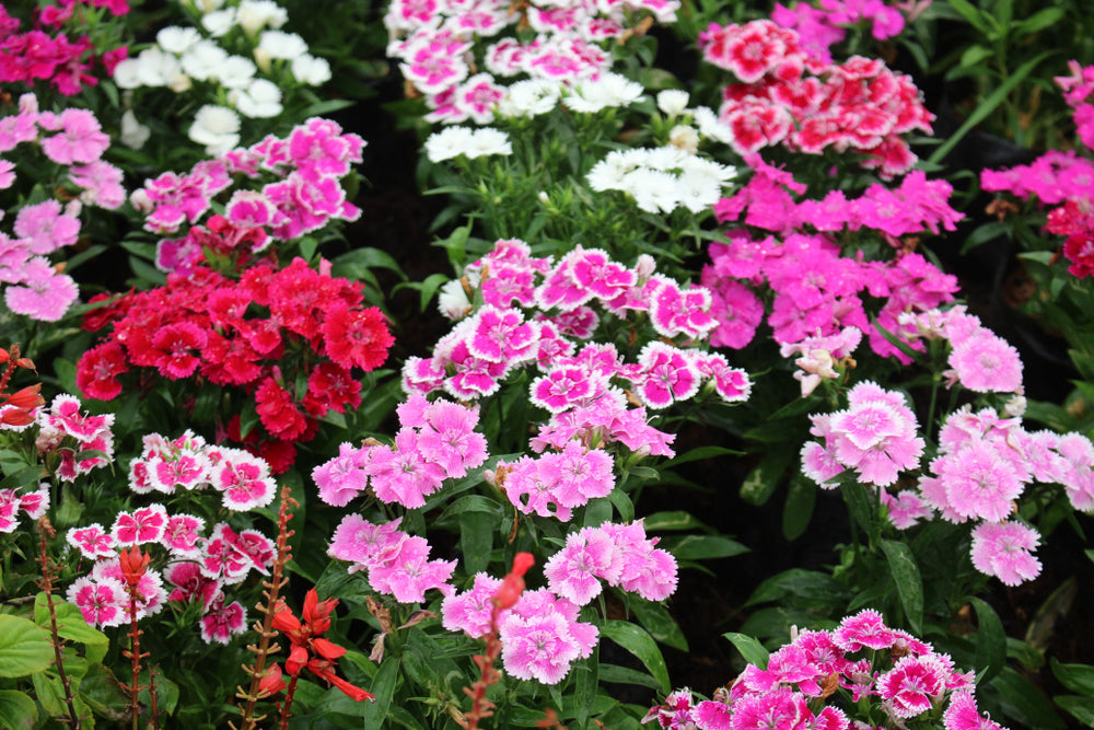 Dianthus | Summer Mix | Sweet William