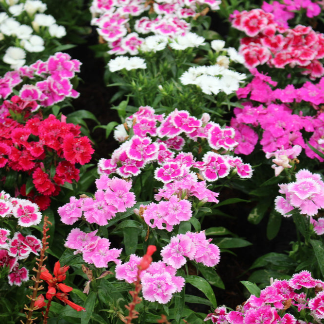 Dianthus | Summer Mix | Sweet William