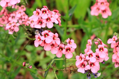 Diascia barbarae | Appleblossom | Twinspur