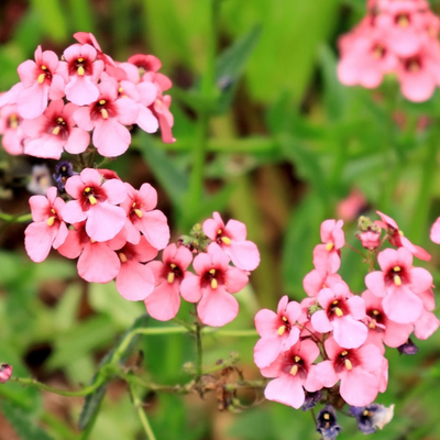 Diascia barbarae | Appleblossom | Twinspur