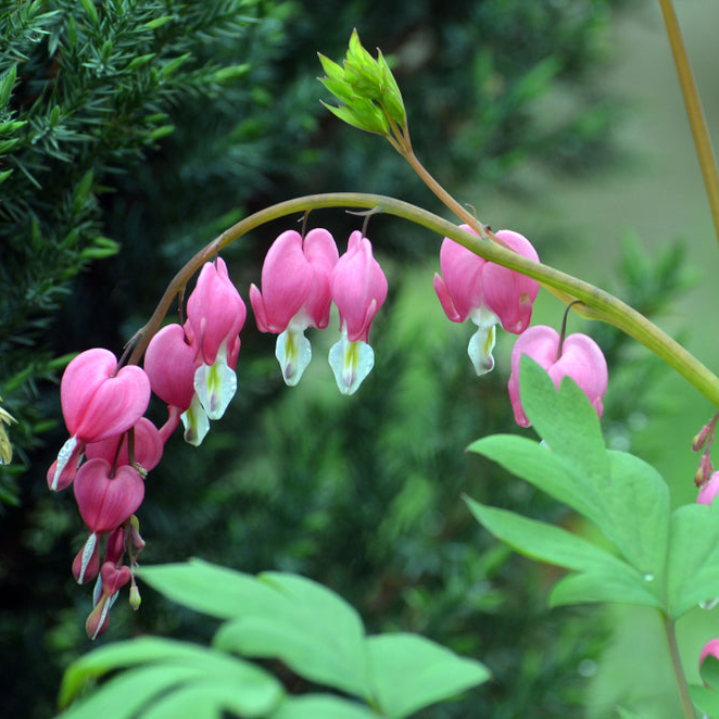 Dicentra spectabilis