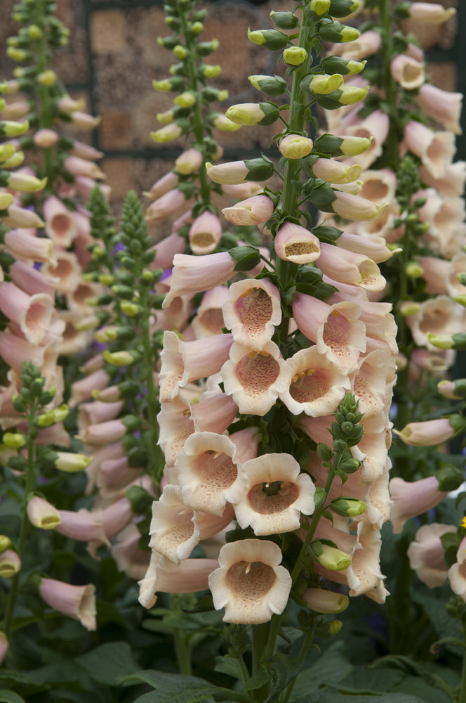 Digitalis purpurea | Dalmation Peach | F1