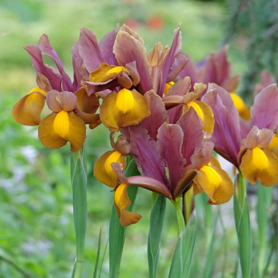 Dutch Iris | Autumn Princess