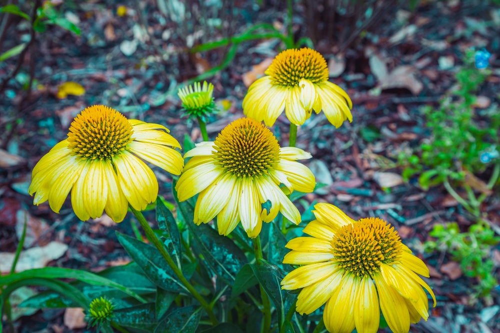 Echinacea purpurea | Mellow Yellow