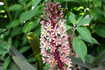 Eucomis sp.| Darkest Africa | Pineapple Lily