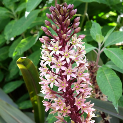 Eucomis sp.| Darkest Africa | Pineapple Lily