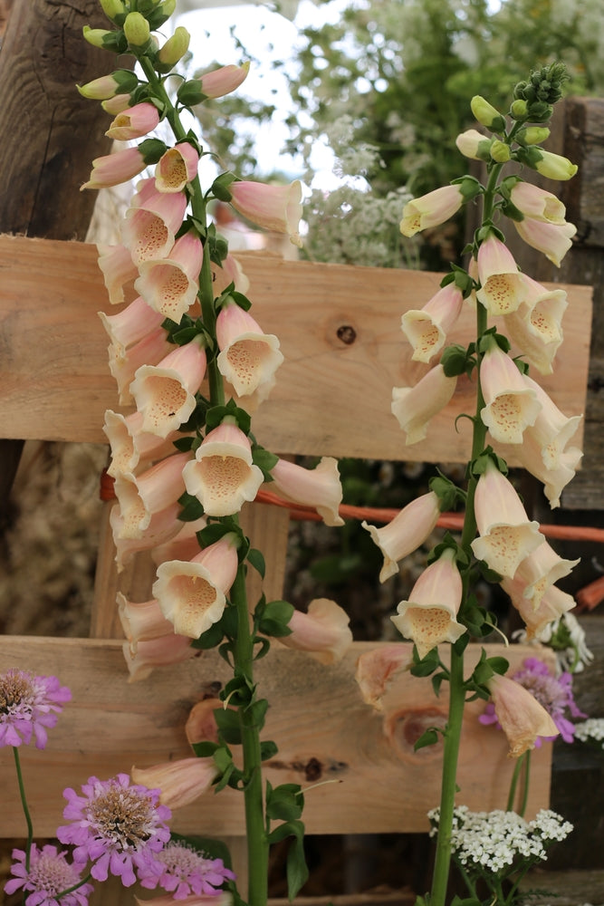 Digitalis purpurea | Apricot Beauty | Foxglove