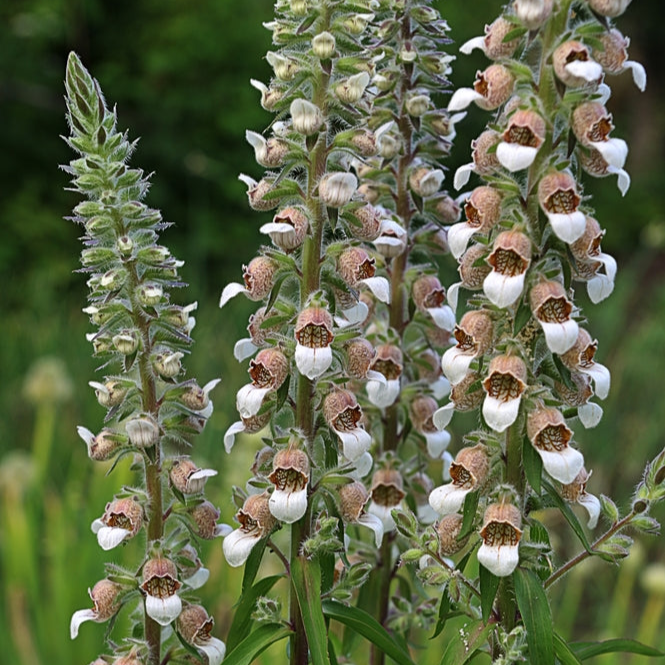 Digitalis lanata | Cafe Creme | Foxglove