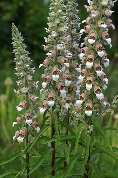 Digitalis lanata | Cafe Creme | Foxglove