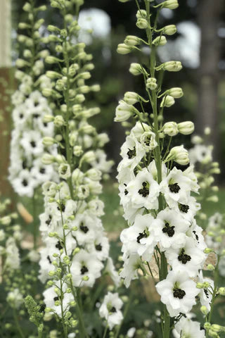 Delphinium elatum | Black eyed angels