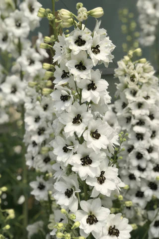 Delphinium elatum | Black eyed angels