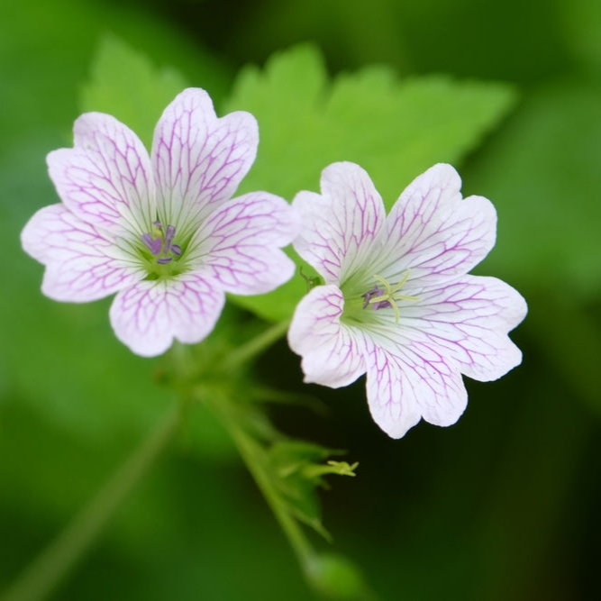 Geranium x oxonianum | Katherine Adele | Cranesbill