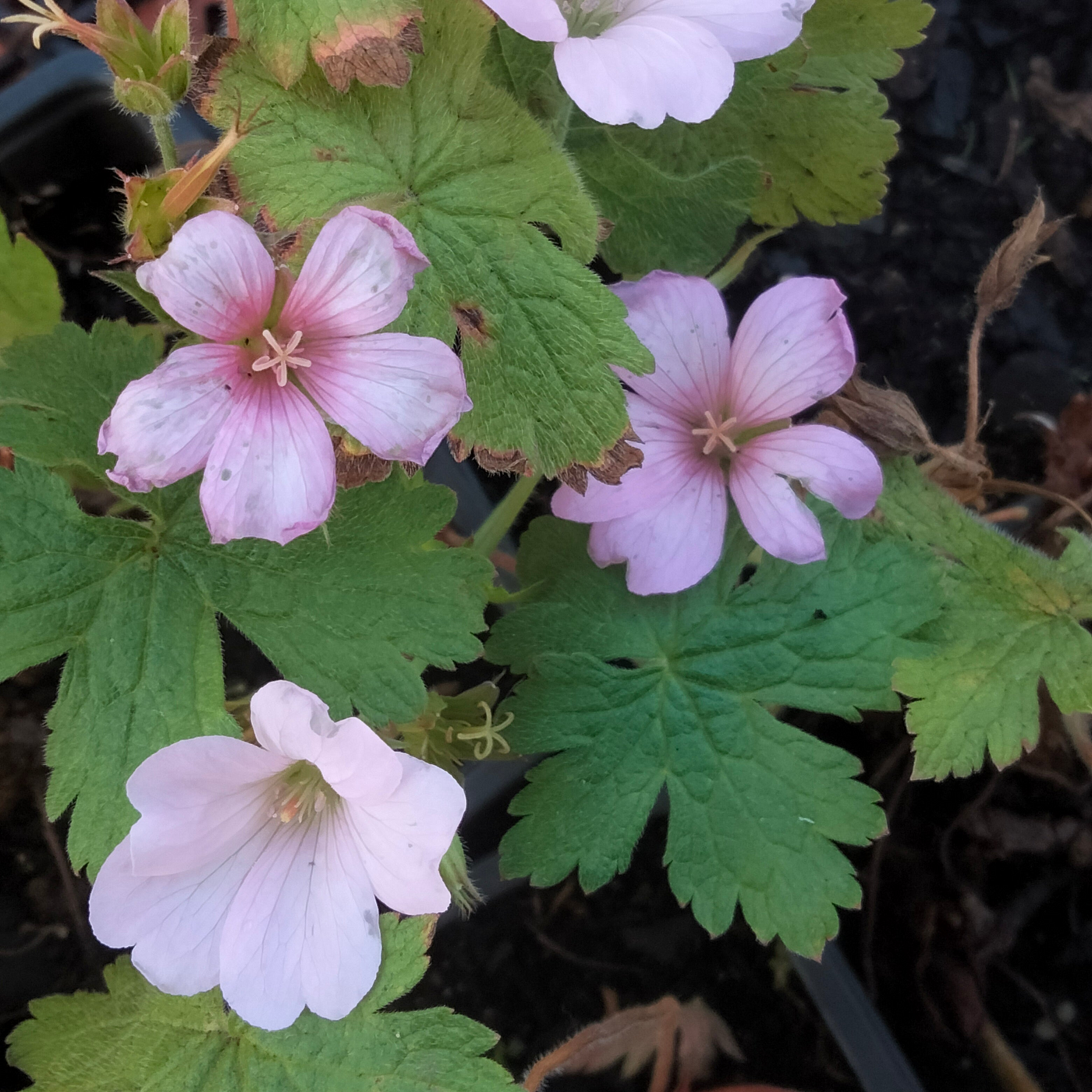 Geranium x oxonianum | Bregover Pearl | Cranesbill