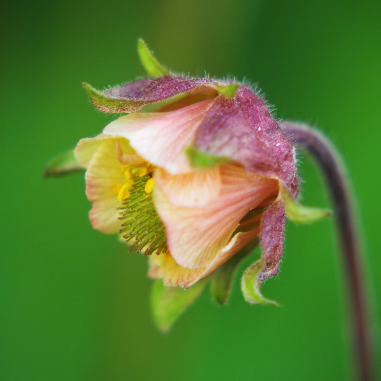 Geum rivale | Blush