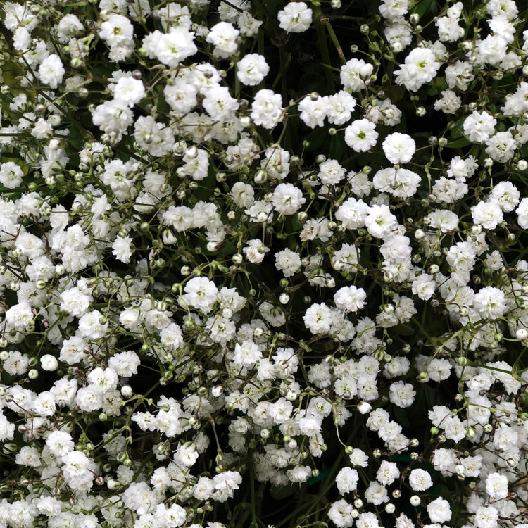 Gypsophila panicluta | Virgo