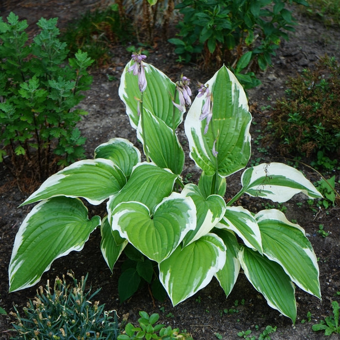 Hosta Francee