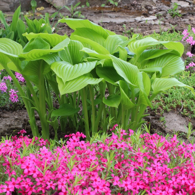 Hosta fortunei | Hyacinthina | Plantain Lily