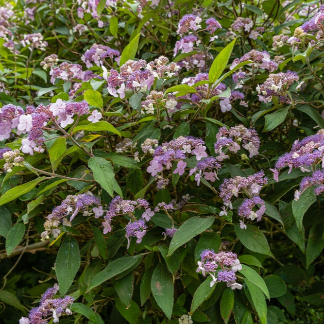 Hydrangea aspera | Villosa